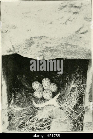 British birds' nests; how, where, and when to find and identify them (1898) Stock Photo