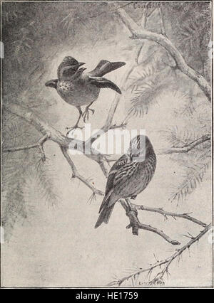 Handbook of birds of the western United States including the great plains, great basin, Pacific slope, and lower Rio Grande valley (1908) Stock Photo