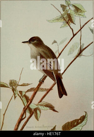Bird-life - a guide to the study of our common birds (1900) Stock Photo