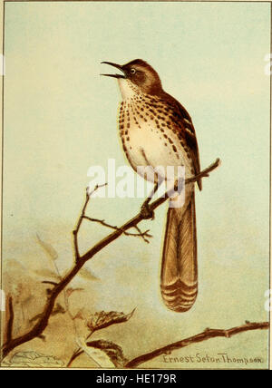 Bird-life; a guide to the study of our common birds (1898) Stock Photo