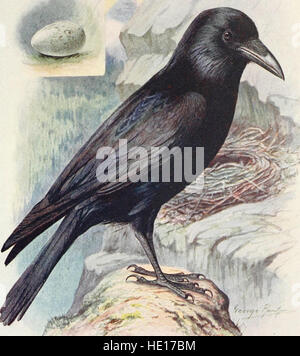 Britain's birds and their nests (1910) Stock Photo