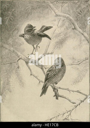 Handbook of birds of the western United States, including the great plains, great basin, Pacific slope, and lower Rio Grande Valley (1902) Stock Photo