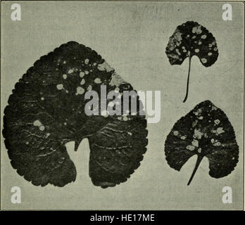 A text-book of mycology and plant pathology (1917) Stock Photo