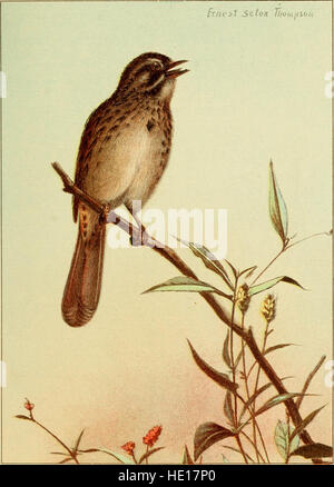 Bird-life; a guide to the study of our common birds (1898) Stock Photo