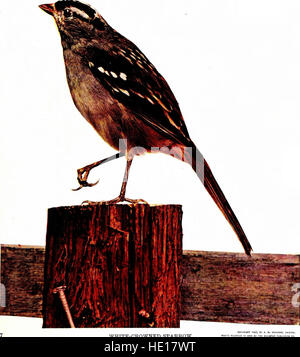 The birds of Ohio; a complete scientific and popular description of the 320 species of birds found in the state (1903) Stock Photo