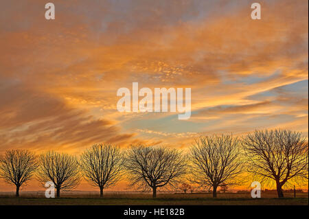 Sunrise and silhouettes of Horse Chestnut trees in winter Stock Photo