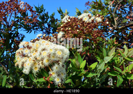 Cluster of white and yellow gumtree (Angophora hispida) flowers and buds in the Royal National Park, Sydney, Australia Stock Photo