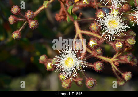 White and yellow gumtree (Angophora hispida) flowers and buds in the Royal National Park, Sydney, Australia Stock Photo