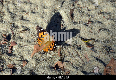 Australian Painted Lady Butterfly, Vanessa kershawi, casting a large shadow on  ground. Royal National Park, Sydney, Australia Stock Photo