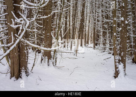 Snow Covers a Forest of Deciduous Trees. Stock Photo