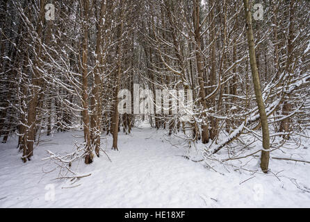 Snow Covers a Forest of Deciduous Trees. Stock Photo