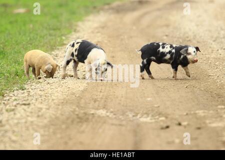 Three little piglets Stock Photo