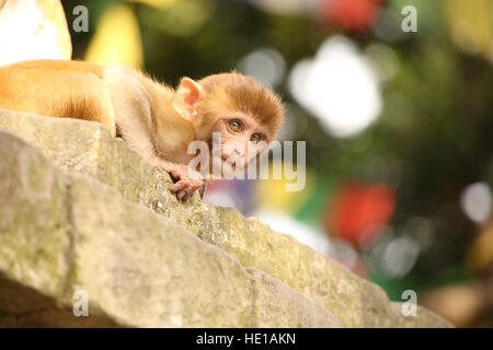 Monkey peeks over the edge at the Monkey temple, Swayambhu Nath temple, Kathmandu, Nepal. Stock Photo