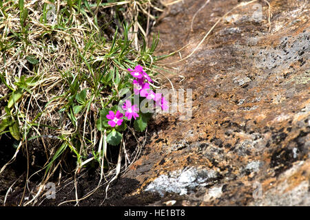 Stinking Primerose (Primula hirsuta), Kaunertal Valley, Tyrol, Austria, Europe Stock Photo