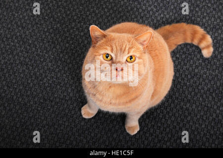British short-hair cat sitting on carpet and looking up, Schleswig-Holstein, Germany Stock Photo