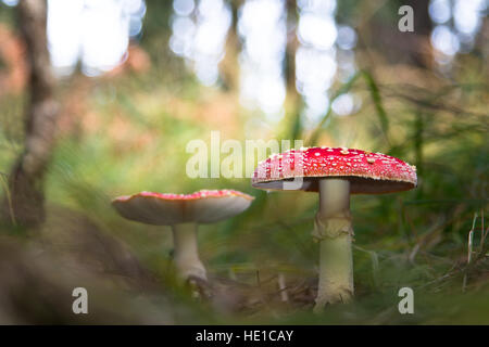 Fly agaric (Amanita muscaria), mushrooms, Hesse, Germany Stock Photo