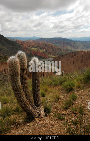 Valley near Tupiza, Altiplano, Bolivia, South America Stock Photo