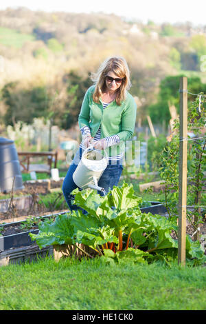 A woman uses a watering can to water a rhubarb plant in a city allotment Stock Photo