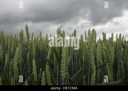 Clouds, storm, thunder storm threatening the unripened wheat crop, Altmuehltal, Bavaria Stock Photo