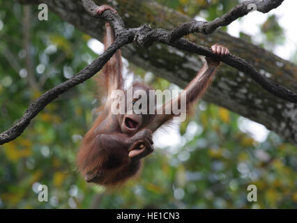 Bornean Orangutan (Pongo pygmaeus), baby playing in a tree, Singapore Zoo, Singapore, Asia