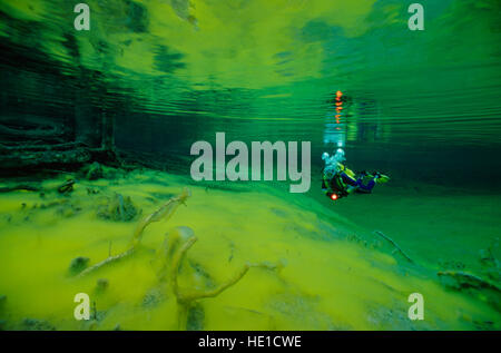 Underwater shot, scuba diver in crystal clear springs with green algae, Lake Fernstein, Tyrol, Austria, Europe Stock Photo