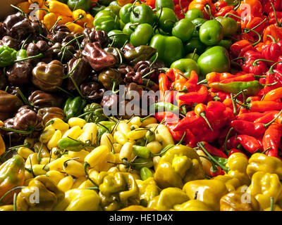 Several types of chili peppers on a table after harvest. Stock Photo