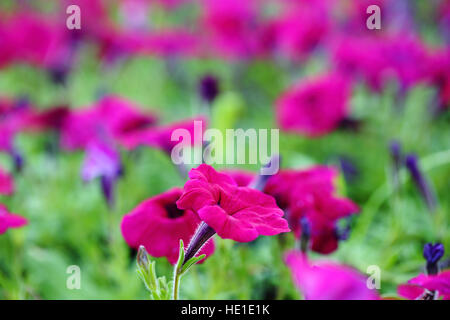 Close up selective focus of Pink flower on blurred nature flower background. Stock Photo