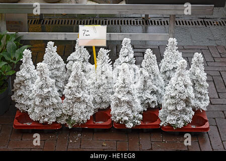 Small christmas trees covered with artificial snow for sale on a market in Holland Stock Photo