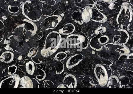 Shell black patterned of black marble pattern background, black marble texture. Stock Photo