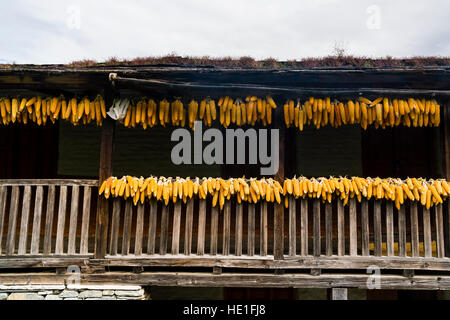 Corncobs are drying in the sun at the roof of a farmers house Stock Photo