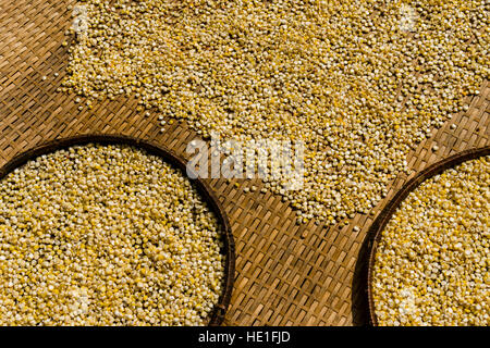 Corn is drying in the sun on a braided mat Stock Photo