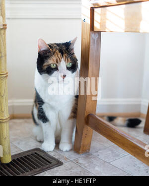 Calico cat sitting by chair and table hiding Stock Photo