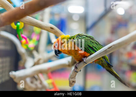 Sun fancy conure colorful parrot eating from bowl Stock Photo - Alamy