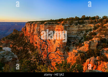 The setting sun lights up the red rock cliffs of Yaki Point on the South Rim of Grand Canyon National Park, Arizona, USA Stock Photo