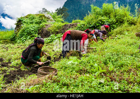 Local women are harvesting potatoes on a green field Stock Photo