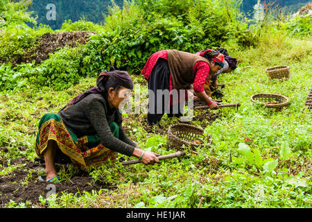 Local women are harvesting potatoes on a green field Stock Photo