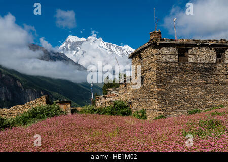 A farmhouse and pink buckwheat fields in blossom above the Upper Marsyangdi valley, the mountain Annapurna 3 in the distance Stock Photo