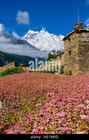 A farmhouse and pink buckwheat fields in blossom above the Upper Marsyangdi valley, the mountain Annapurna 3 in the distance Stock Photo