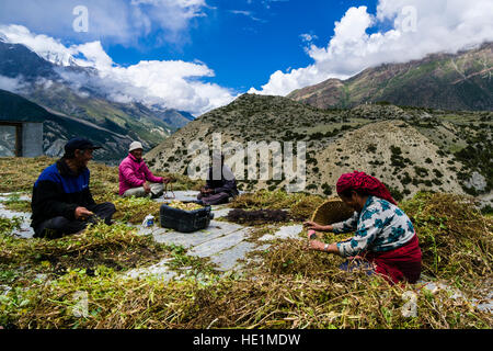 Farmers are harvesting vegetables on a square in the village Stock Photo
