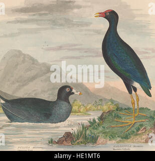 Illustrations of the American ornithology of Alexander Wilson and Charles Lucian Bonaparte - with the addition of numerous recently discovered species and representations of the whole sylvae of North Stock Photo