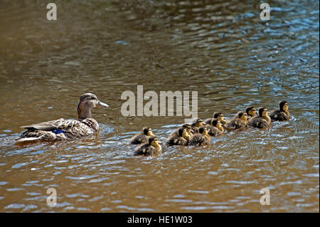 The female Mallard or Wild Duck (Anas platyrhynchos) with her twelve ducklings in the Fyris river, Uppland, Sweden Stock Photo