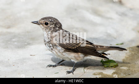A closeup of the juvenile spotted flycatcher (Muscicapa striata). Stock Photo