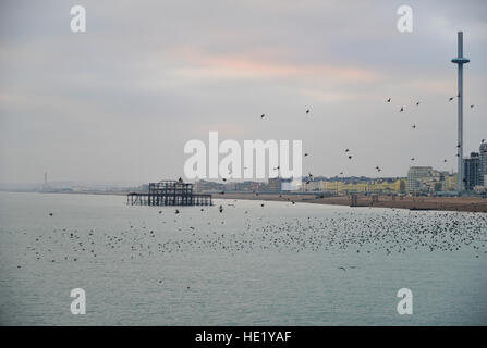 Stunning spectacle of starlings birds murmuration flying over sea in Winter Stock Photo