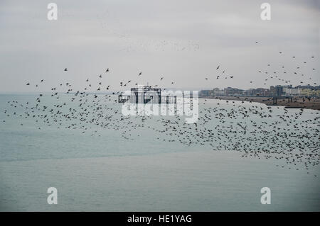 Stunning spectacle of starlings birds murmuration flying over sea in Winter Stock Photo