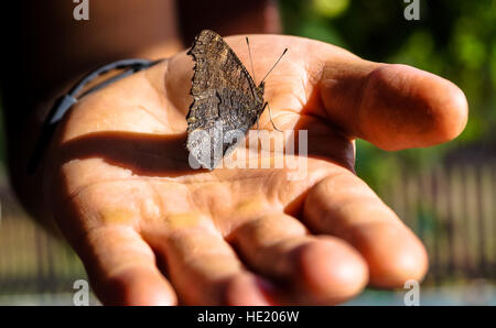 insect butterfly sitting on the hand of man Stock Photo