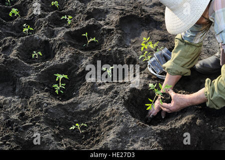 process of planting tomato seedlings Stock Photo