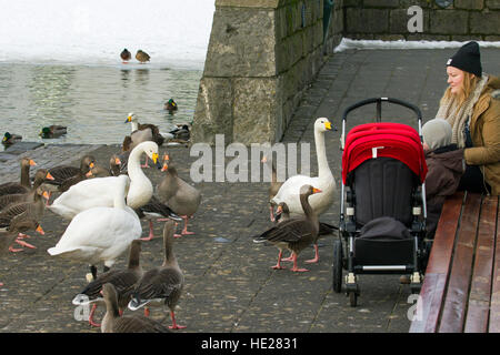 Mother with child feeding ducks, geese and whooper swans at lake in city park in winter Stock Photo