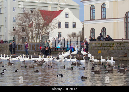 Parents with children feeding ducks, geese and flock of whooper swans at lake in winter in the city Reykjavic, Iceland Stock Photo