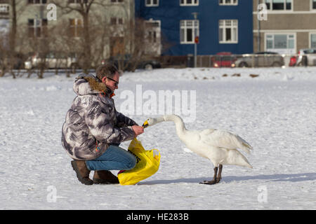 Man feeding whooper swan (Cygnus cygnus) by hand on frozen lake in city park in winter Stock Photo