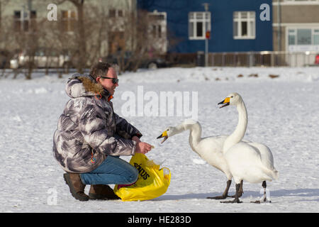 Man feeding whooper swans (Cygnus cygnus) by hand on frozen lake in city park in winter Stock Photo